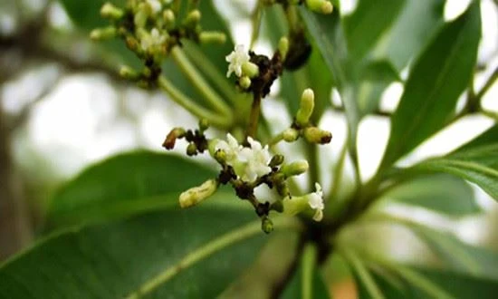 Artemisinin Extract Powder1